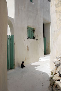 Cat sitting by house