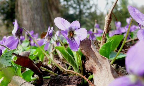 Close-up of purple flowers