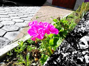 High angle view of pink flowers blooming outdoors