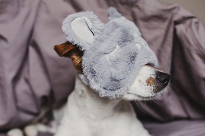 Close-up of dog relaxing on bed at home