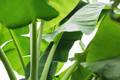 Close-up of green leaves on plant