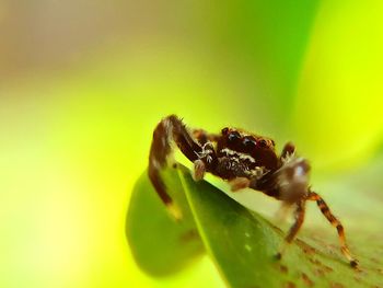 Close-up of spider