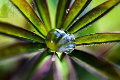 Full frame shot of succulent plant