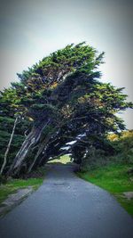 Road passing through trees