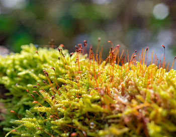 Close-up of flowering plants