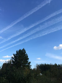 Low angle view of trees against sky