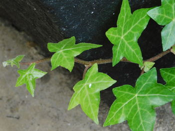 High angle view of plants