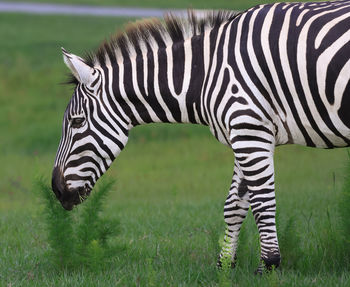 Zebra grazing on plant in tall grass