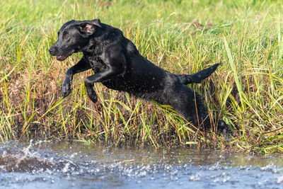 Portrait of a pedigree black labrador jumping into the water