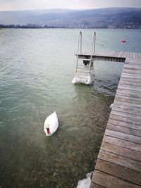 High angle view of swan in lake