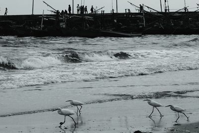 Birds on sea shore