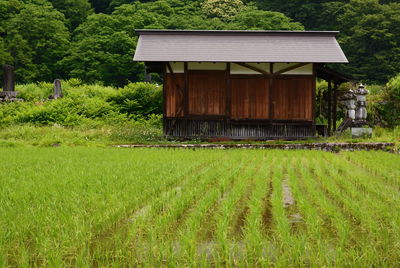 Rice paddy in shirakawa-go. gifu prefecture. japan