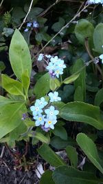 Close-up of flowers blooming in garden