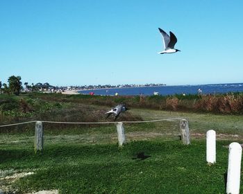 Trees on grassy field against blue sky