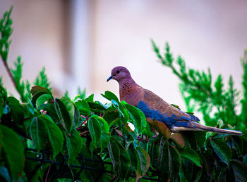 Bird perching on a plant