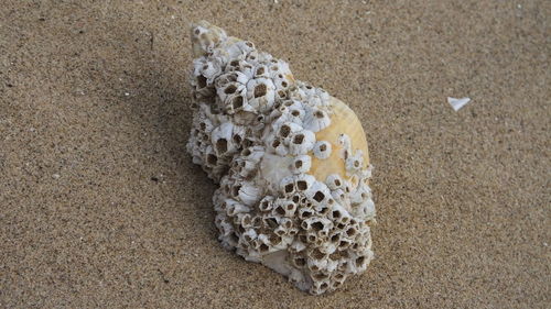 Close-up of seashells on table