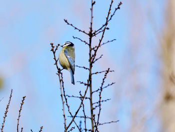 Low angle view of bird perching on tree