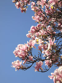 Low angle view of magnolia tree