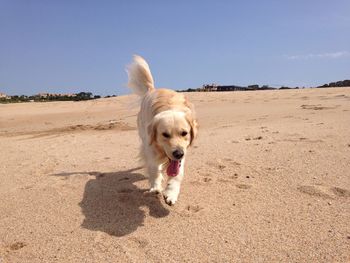 Dog looking away
