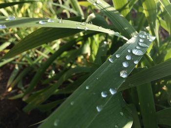 Close-up of wet plant leaves