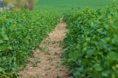 View of corn field