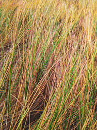 Full frame shot of crops on field