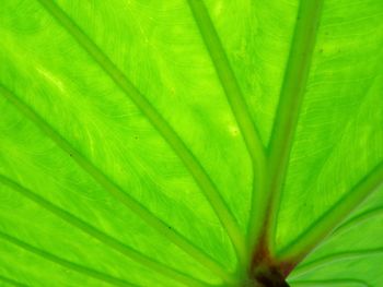 Full frame shot of green leaves