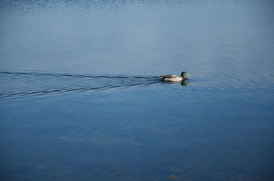 High angle view of duck swimming on lake