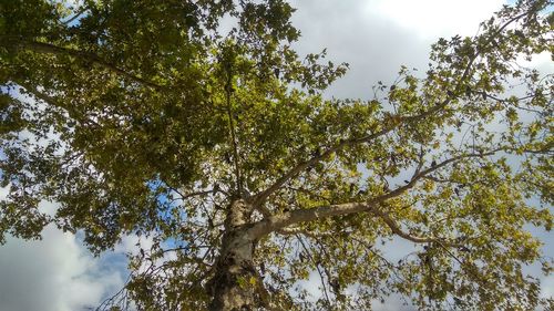 Low angle view of trees against sky