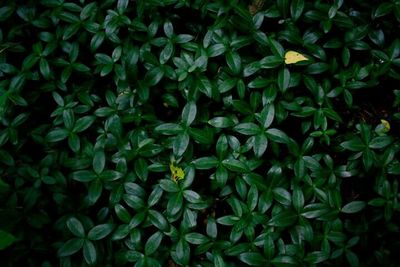 Full frame shot of leaves