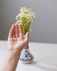 Beautiful daisies in a light vase. a woman's hand touches a bouquet of cute daisies 