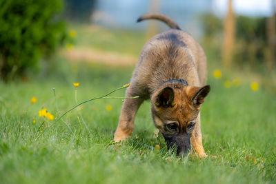 Lion in a field
