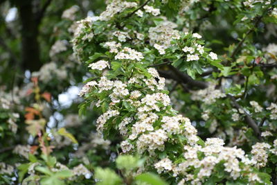 Flowers on a tree in springtime