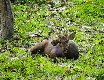 An indian hog deer in its natural habitat