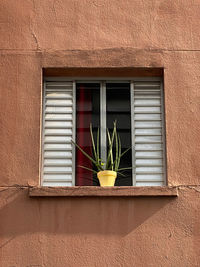 Potted plant on window sill of building