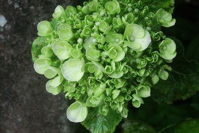 High angle view of water drops on plant