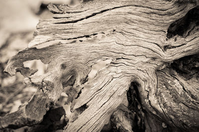 Close-up of driftwood on tree trunk