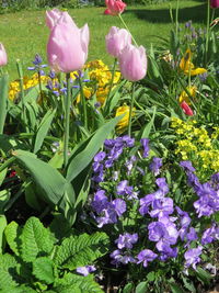 Close-up of purple crocus blooming outdoors