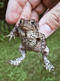 Cropped hand holding frog