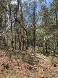 Trees growing in forest