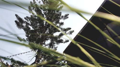 Low angle view of tree against sky