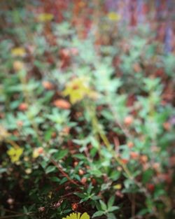 Close-up of plants