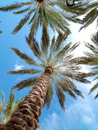 Low angle view of palm trees against sky