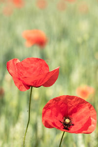 Close-up of red poppy flower