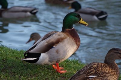 Ducks on a lake