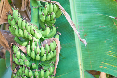 Close-up of banana fruit on plant