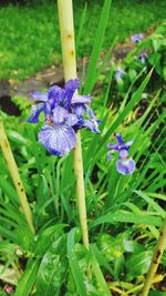 Close-up of purple flowers