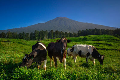 Cows on field against clear blue sky