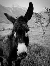 Horse standing on field