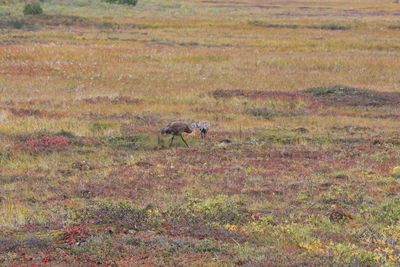 Side view of horse walking on field